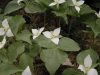 Trillium camschatcense